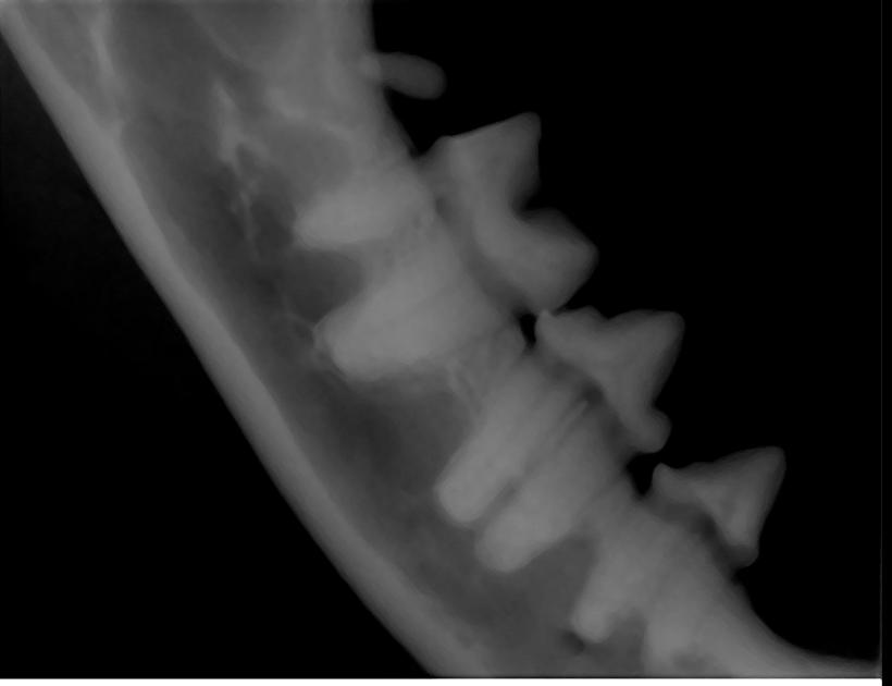 Exclusively Cats Veterinary Hospital, Waterford, MI - Feline Dental Radiography