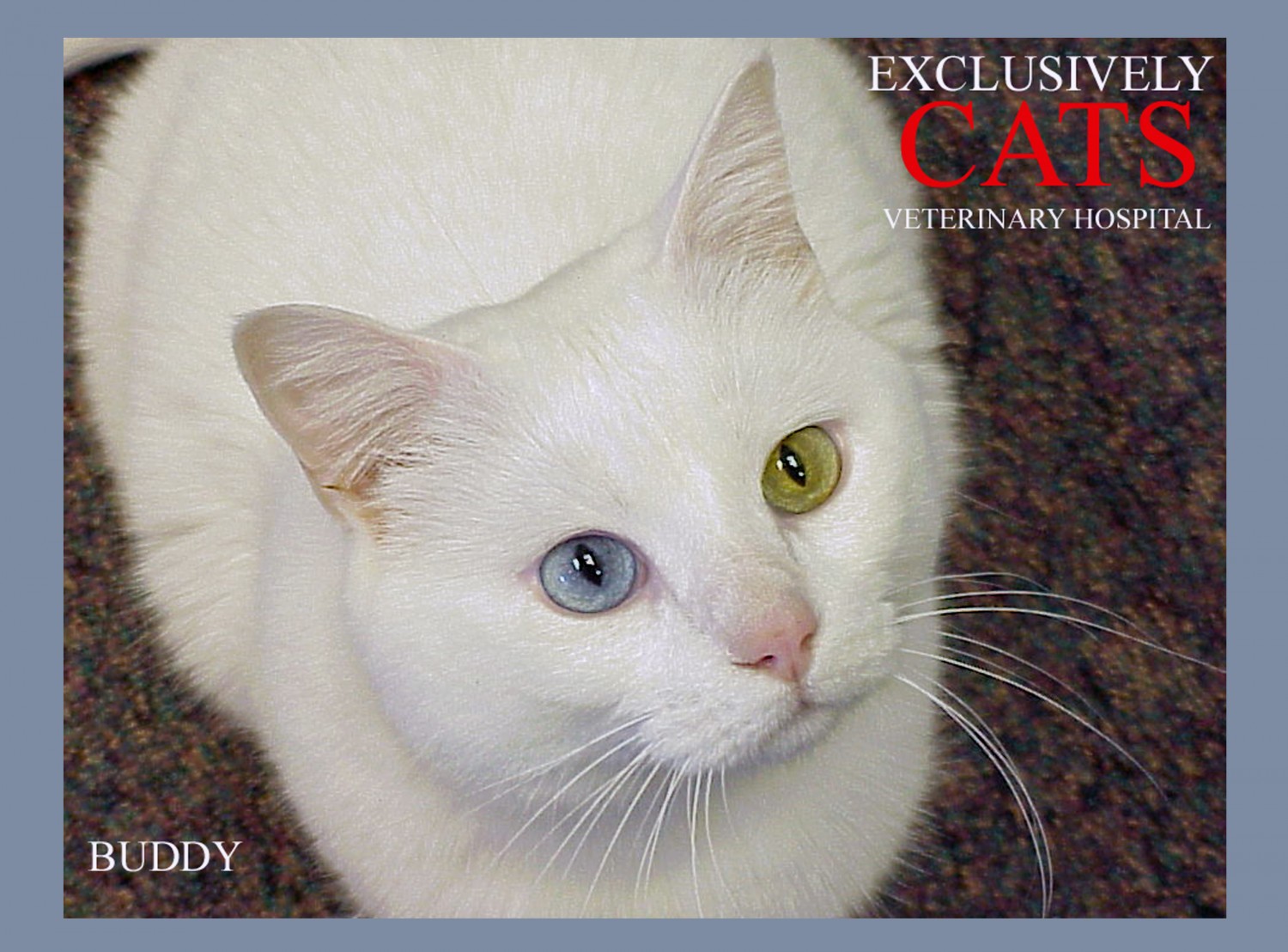 Exclusively Cats Calendar Contest | Exclusively Cats Veterinary Hospital, Waterford, MI