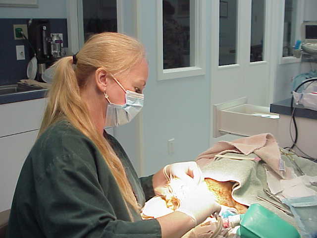 Exclusively Cats Veterinary Hospital, Waterford, MI - Dental Cleaning and Oral Surgery