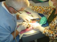 Exclusively Cats Veterinary Hospital, Waterford, MI - Feline Dental Surgery