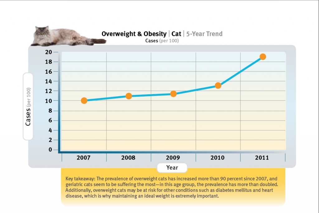 Exclusively Cats Veterinary Hospital - Waterford, MI - 5 year trend in feline obesity