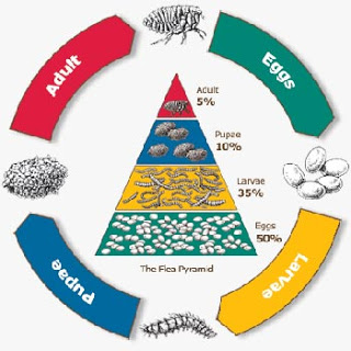 Flea Life Cycle - Exclusively Cats Veterinary Hospital, Waterford, MI