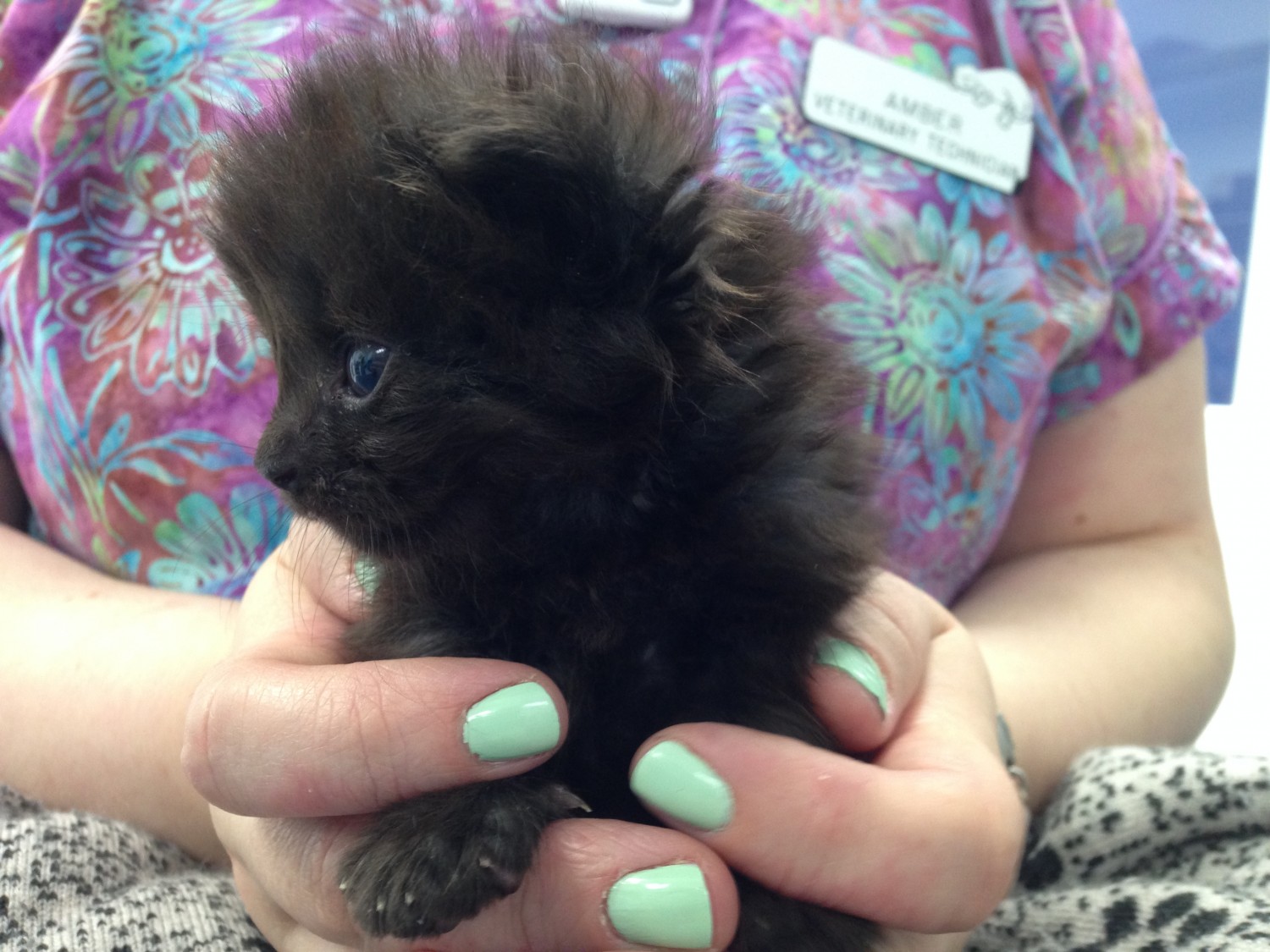 No kitten is too young for a checkup!